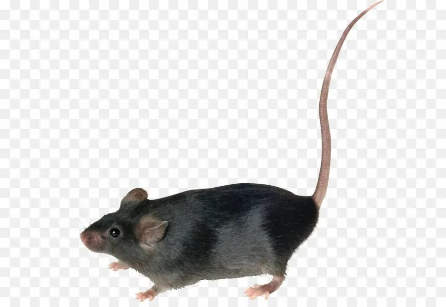 Ля ты крыса полная. Крыса. Мышь на белом фоне. Мышь Живая. Мышонок на прозрачном фоне.
