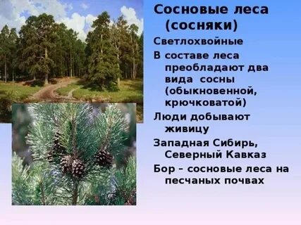 Преобладающая форма растений