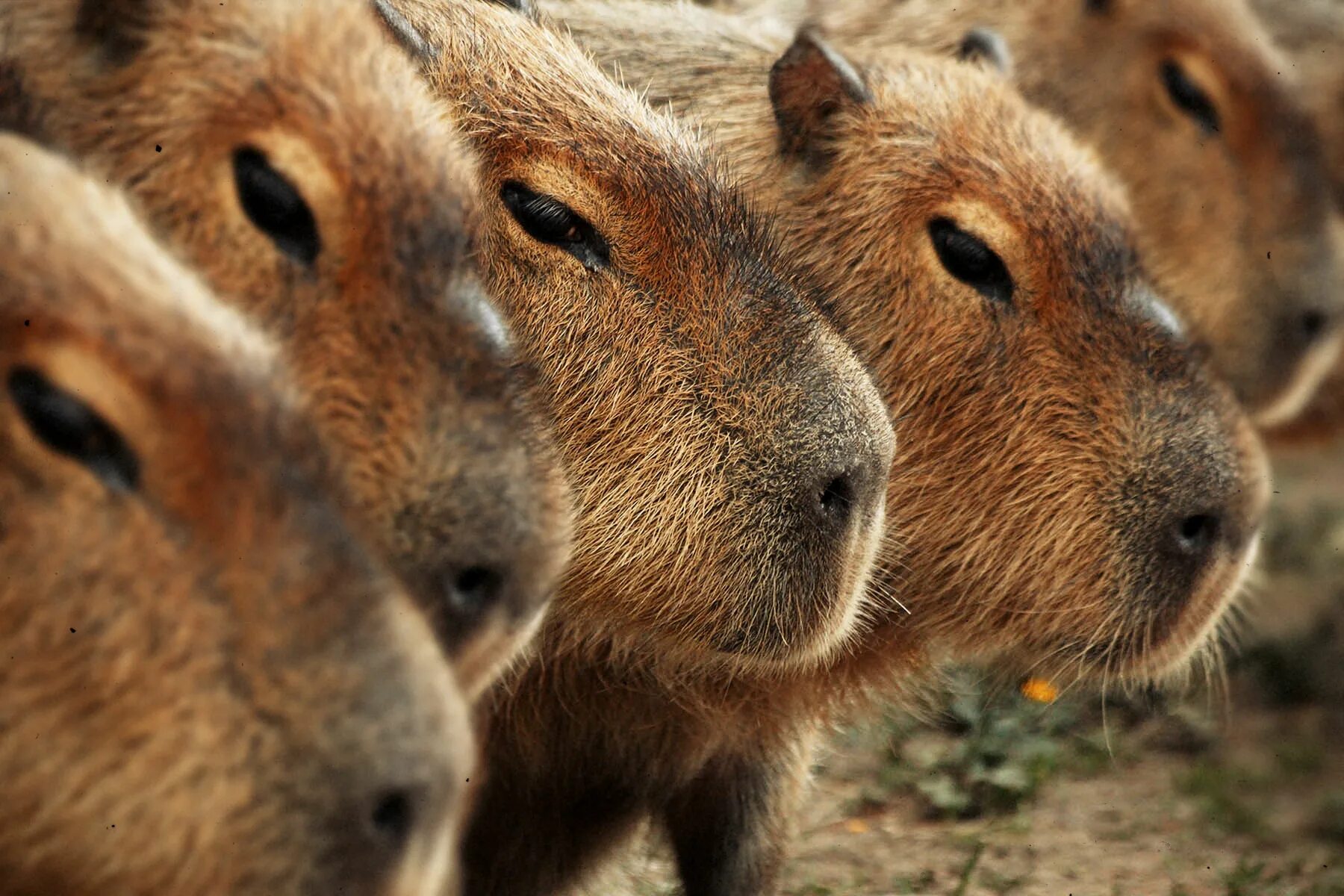 Капибара. Стая капибар. Капибара свинковые. Стадо капибар. My pets capybaras