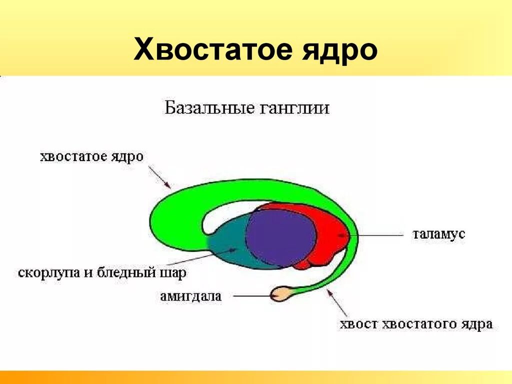 Хвостатое ядро мозга. Анатомия хвостатое ядро скорлупа. Хвостатое ядро мозга строение. Функции хвостатого ядра и скорлупы. Головка хвостатого ядра головного мозга.