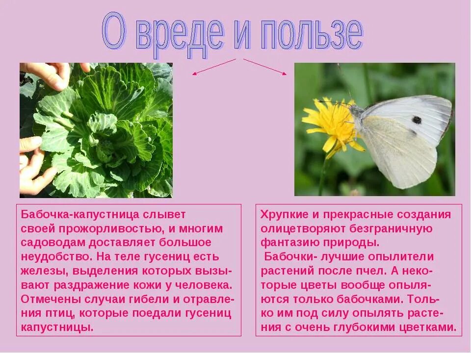 Жизненый цикл бабек увпустницы. Строение бабочки капустной белянки. Тип развития капустницы. Жизненный цикл бабочки белянки. Жизненый цикл бабек увпустницы.