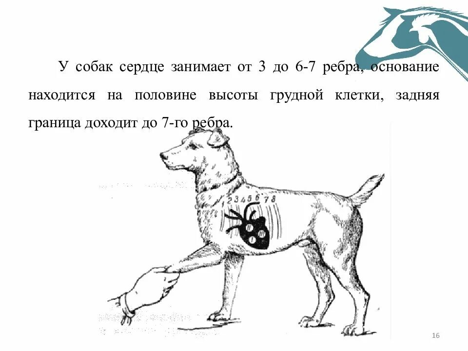 Расположение сердца у собаки. Где находится сердце у собаки. Где расположено сердце у собаки. Границы сердца у собак. Сердце собаки расположено