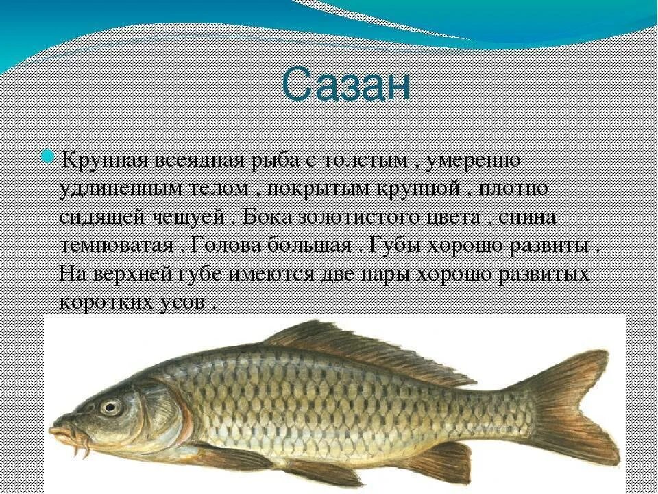 Сазан. Сазан рыба. Описание рыбы. Сазан описание. Карп класс рыбы