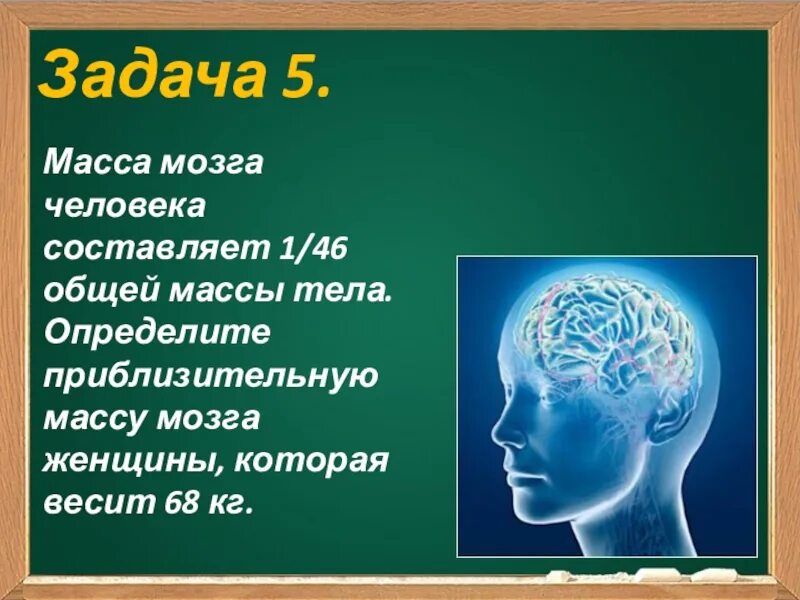 Какова масса мозга. Масса мозга взрослого человека. Вес человеческого мозга взрослого человека.