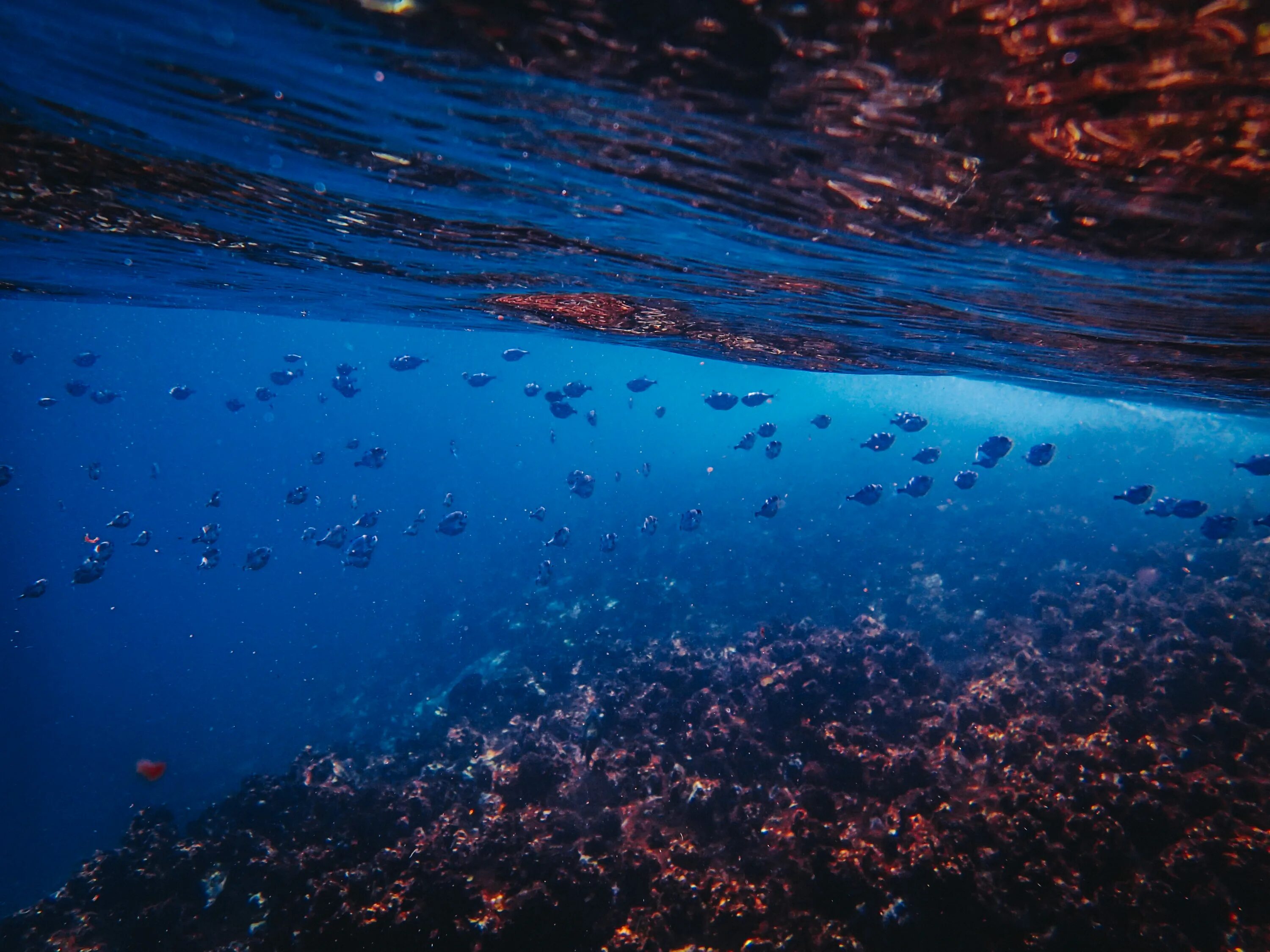 Океан под водой. Океаны. Глубина. Море под водой. Дно океана.