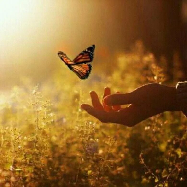 На руку бабочка. Бабочка на ладони. Счастье природа. Бабочка на рассвете. Счастье бывает слушать