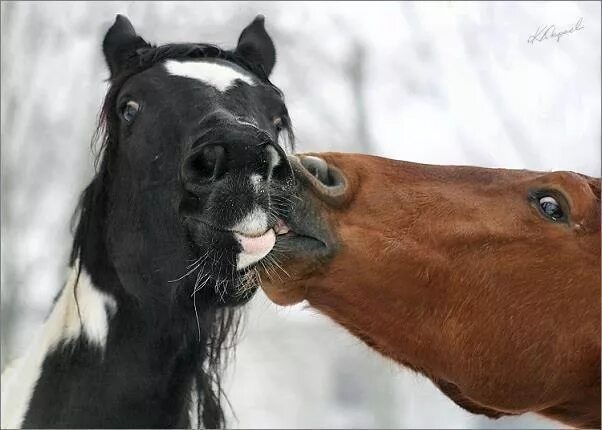 Влюбленные лошади. Поцелуй коня. Забавные лошадки. Две лошади любовь. Лошадь целует.