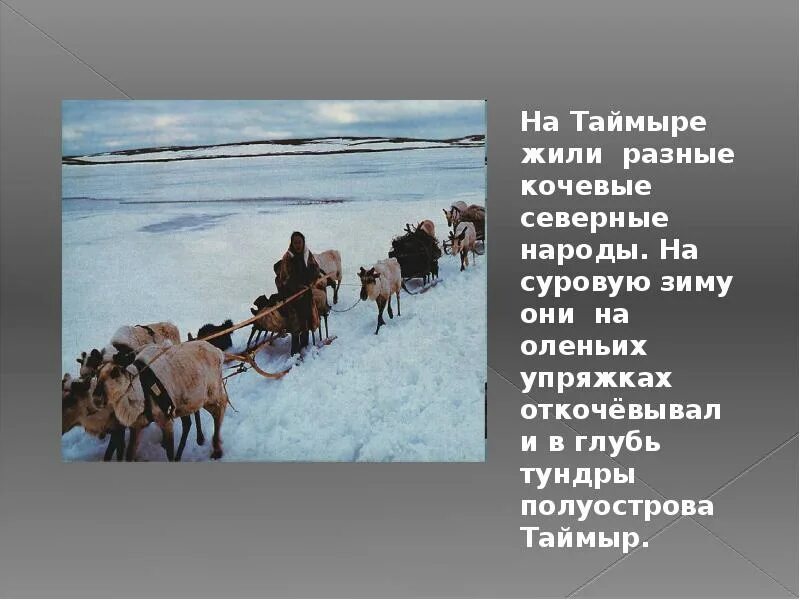 Случилось это весной на таймыре основная мысль. Тундры на полуострове Таймыр. Сообщение о тундрах на полуострове Таймыр. Народы полуострова Таймыр. Полуостров Таймыр население.