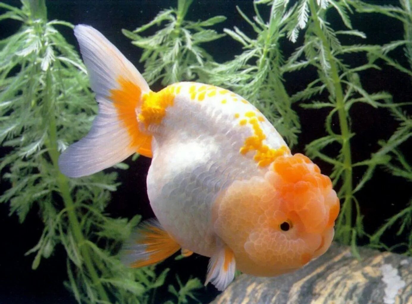 Содержание золотых рыбок в аквариуме. Золотая рыбка львиноголовка. Львиноголовка рыбка аквариумная. Аквариумная Золотая рыбка львиноголовка. Ранчу рыбка аквариумная.