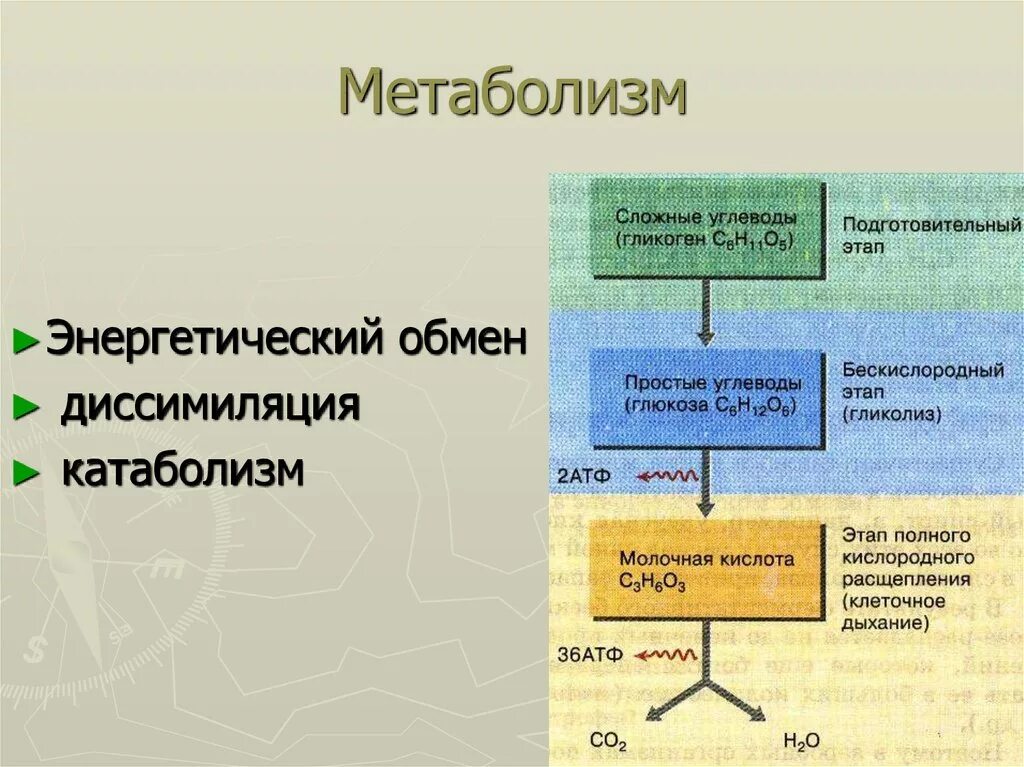 Бескислородный этап энергетического обмена углеводов. Энергетический обмен диссимиляция этапы энергетического обмена. Бескислородный этап энергетического обмена процессы.