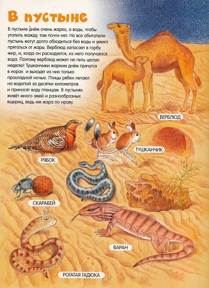 Обитатели пустыни для детей. Животные обитающие в пустые. Какие животные живут в пустыне. Кто живёт в пустыне из животных.