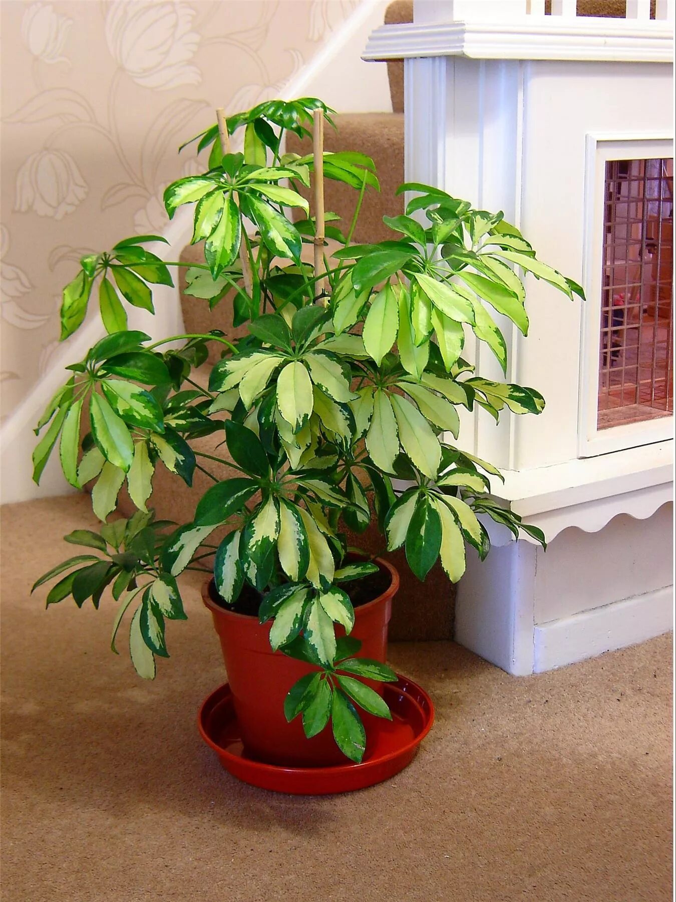 Шеффлера домашняя. Шеффлера луизиана schefflera louisiana. шеффлера пятилистная. шеффлера джанин.
