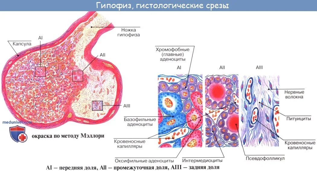 Гипофиз гистологический препарат. Препарат передней доли гипофиза гистология. Гипофиз гистология препарат рисунок. Гипофиз человека гистология препарат по Маллори.