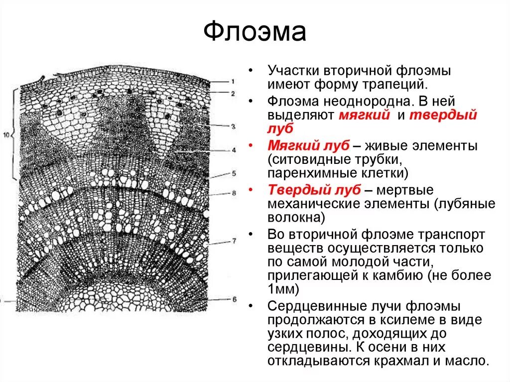 Строение стебля Ксилема и флоэма. Гистологические элементы флоэмы (луба). Строение ствола дерева Ксилема флоэма. Флоэма ткани растений. Наличие флоэма