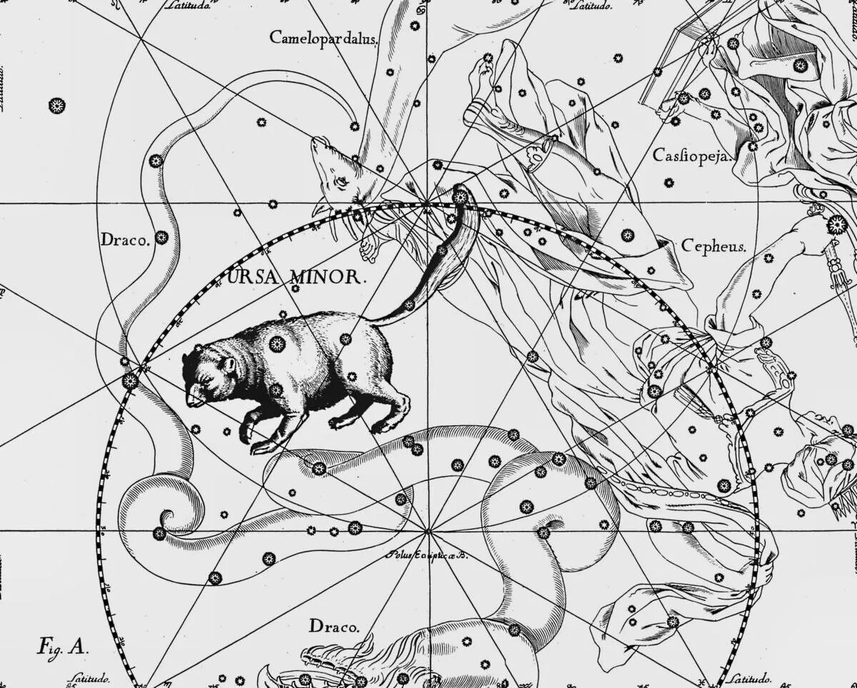 Большая медведица карты. Большая Медведица в атласе Гевелия. Созвездие малая Медведица на Звездном небе.