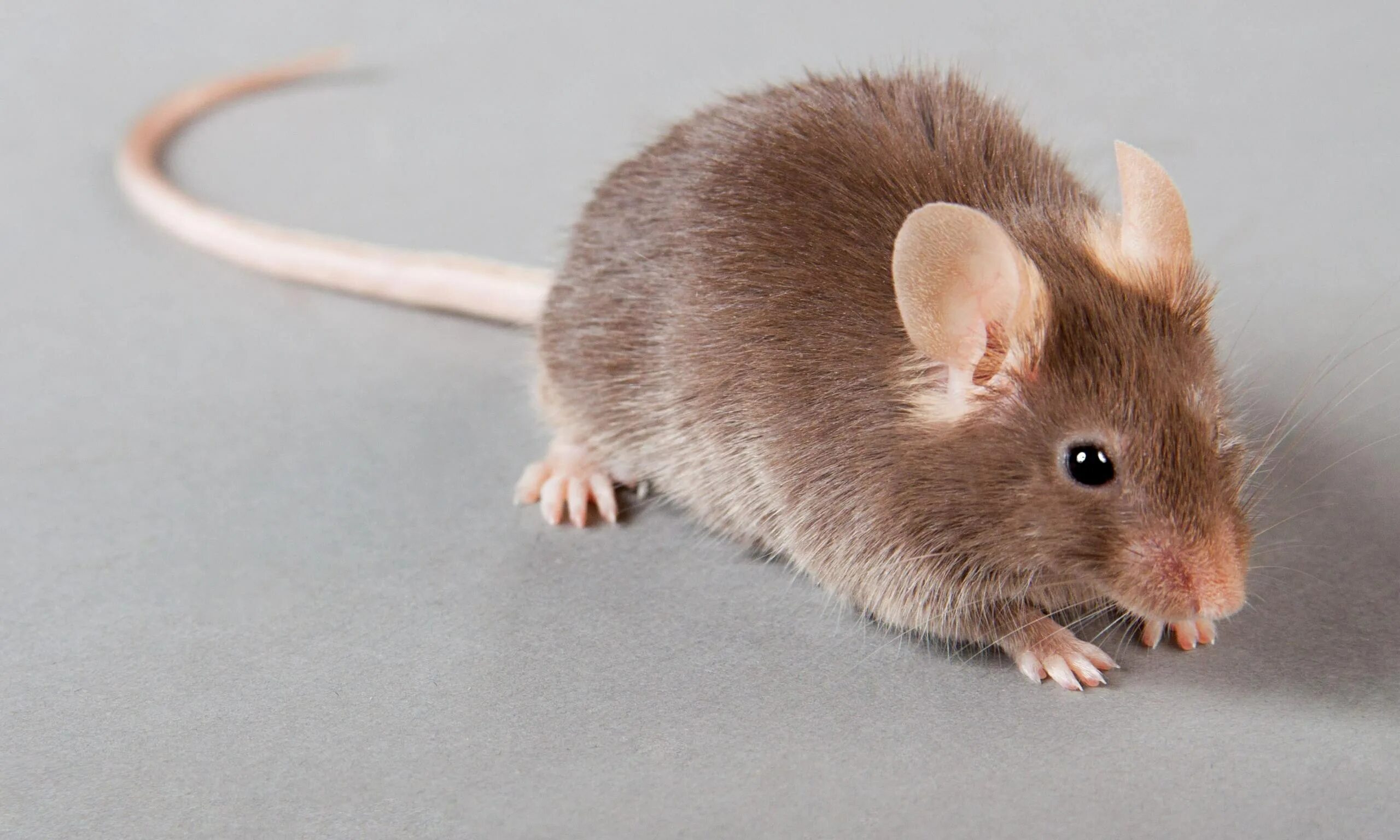 Мышь коре. Коричневая мышь. Мышка настоящая. Лабораторная мышь коричневая. Серая мышь.