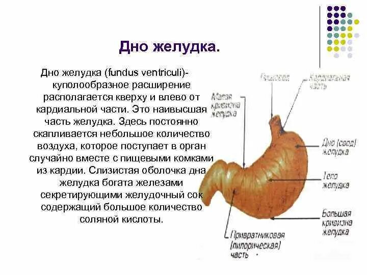 Строение желудка анатомия. Название отделов желудка.