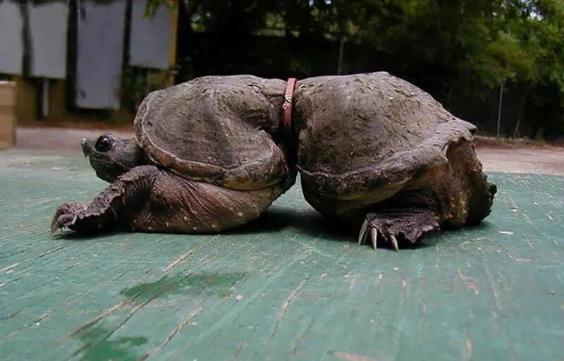 Дом живое существо. Черепаха Тартаруга. Панцирь черепахи.