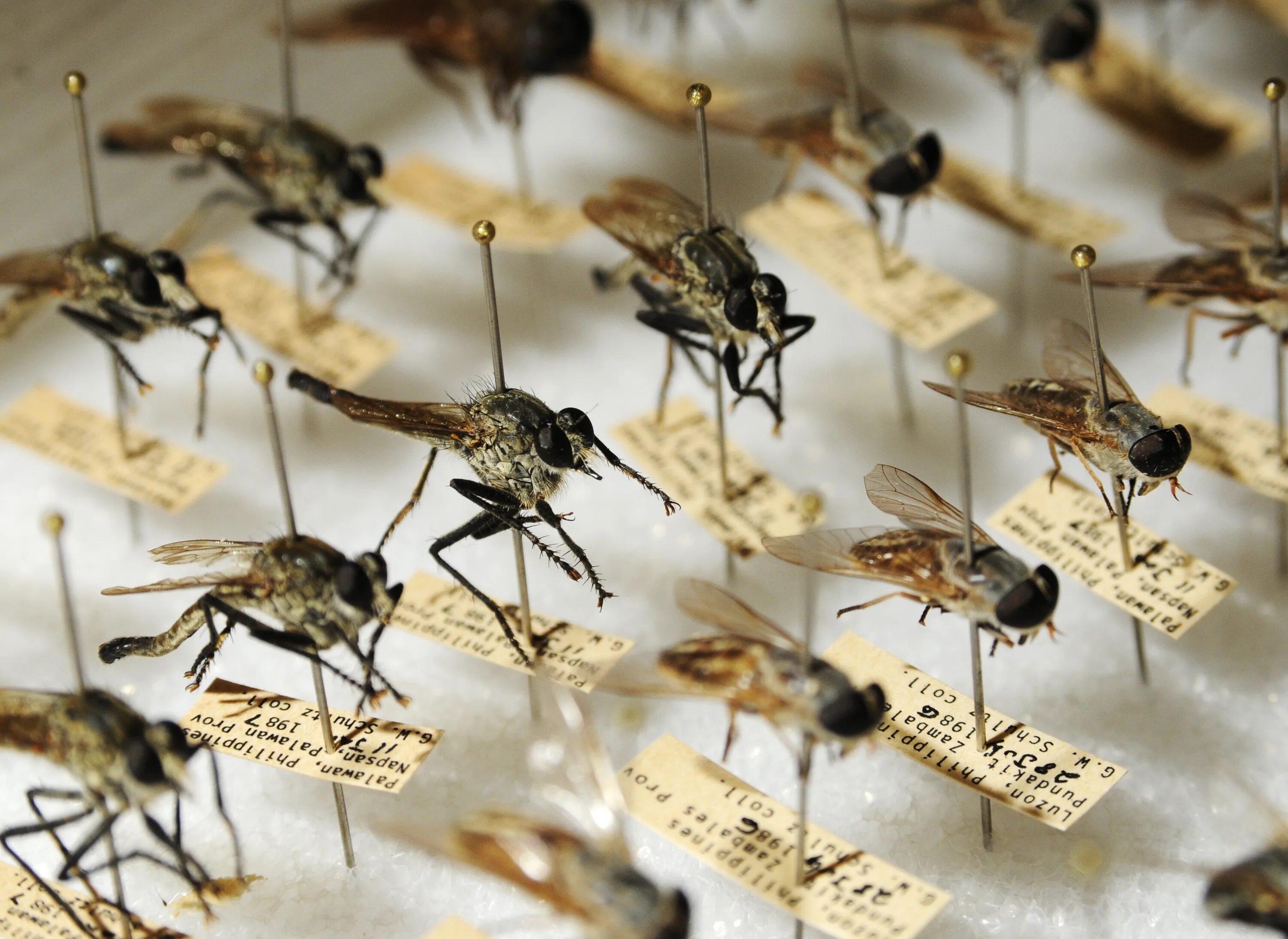Коллекция энтомологическая "насекомые вредители". Пчела энтомология. Коллекционирование насекомых. Коллекция засушенных насекомых.