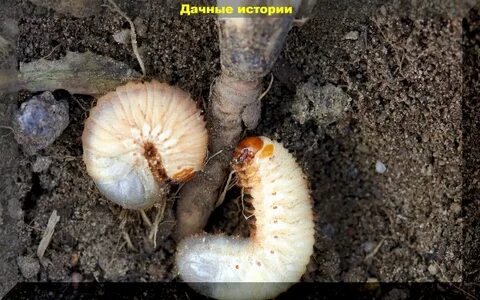 Личинка майского жука на огороде