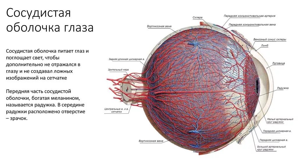 Какую функцию выполняет сосудистая оболочка глаза. Собственно сосудистая оболочка глаза функции. Строение сосудистого слоя глаза. Сосудистая оболочка строение и функции. Слои сосудистой оболочки глаза.