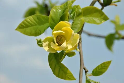 Magnolia × brooklynensis 'Yellow Bird' Magnoliaceae - Van den Berk Nurseries