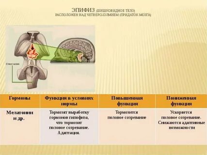 Гипер и гипофункции