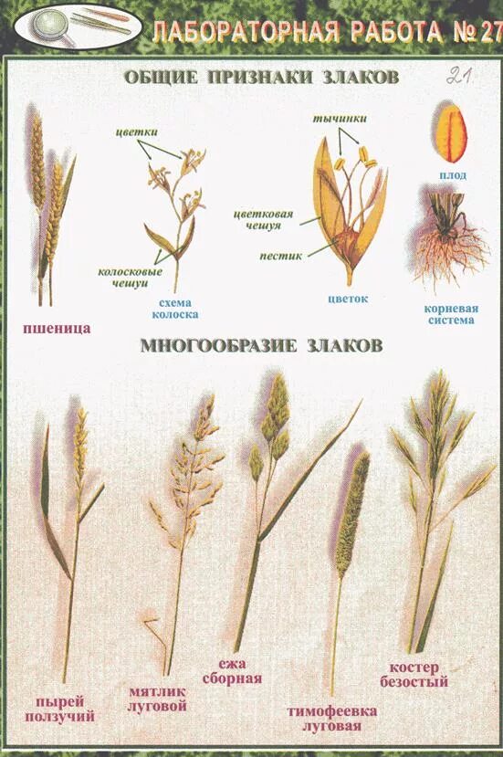 Злаки растения соцветие. Строение пшеницы семейство злаковых. Семейство злаки Мятликовые таблица. Строение злаковых растений. Мятликовые строение.
