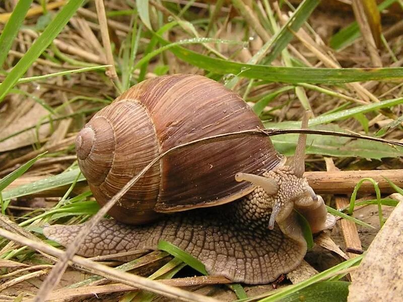 Дождевые улитки. Улитка Rhinocochlis nasuta.. Большая Лесная улитка. Виноградная улитка. Улитки средней полосы.