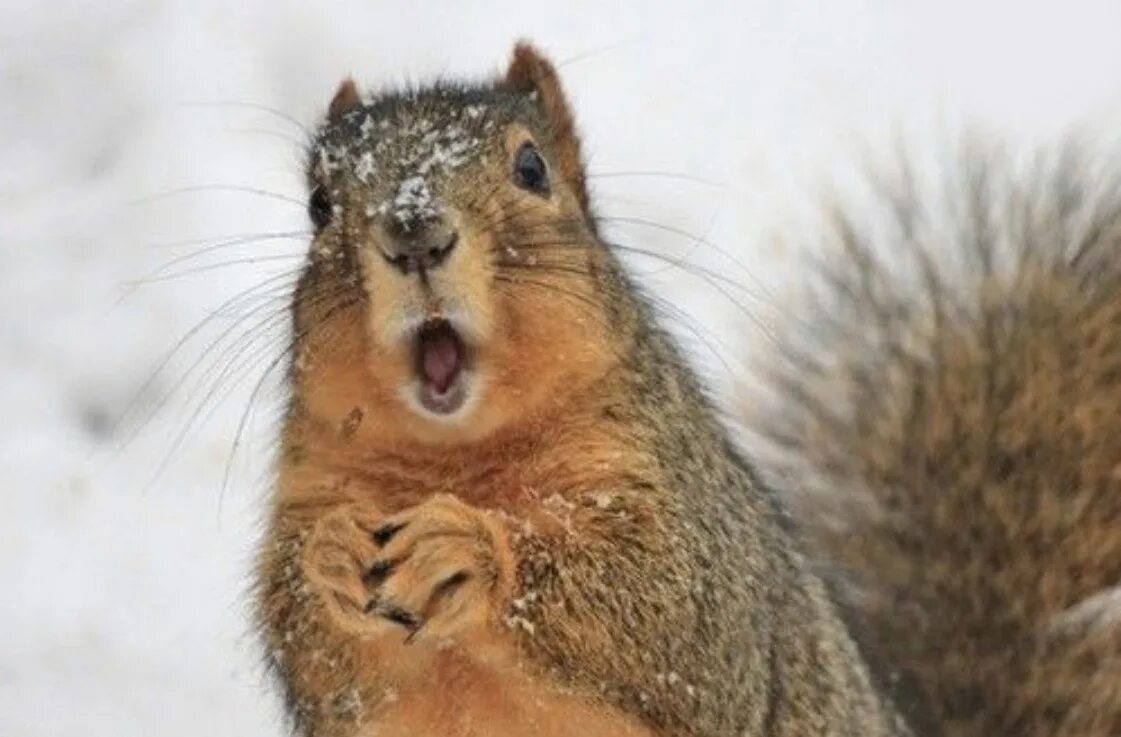 удивлëнная белка. удивление белки. удивленная белка. бешеный бурундук. белка удивилась.