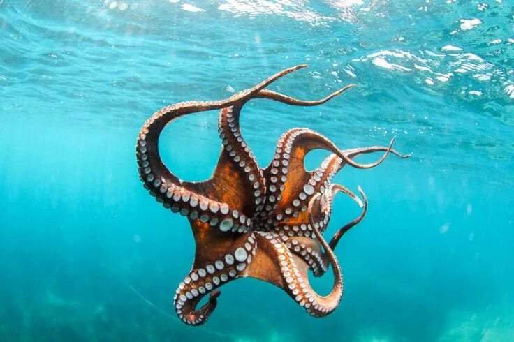 The Largest Octopus Fan Club 