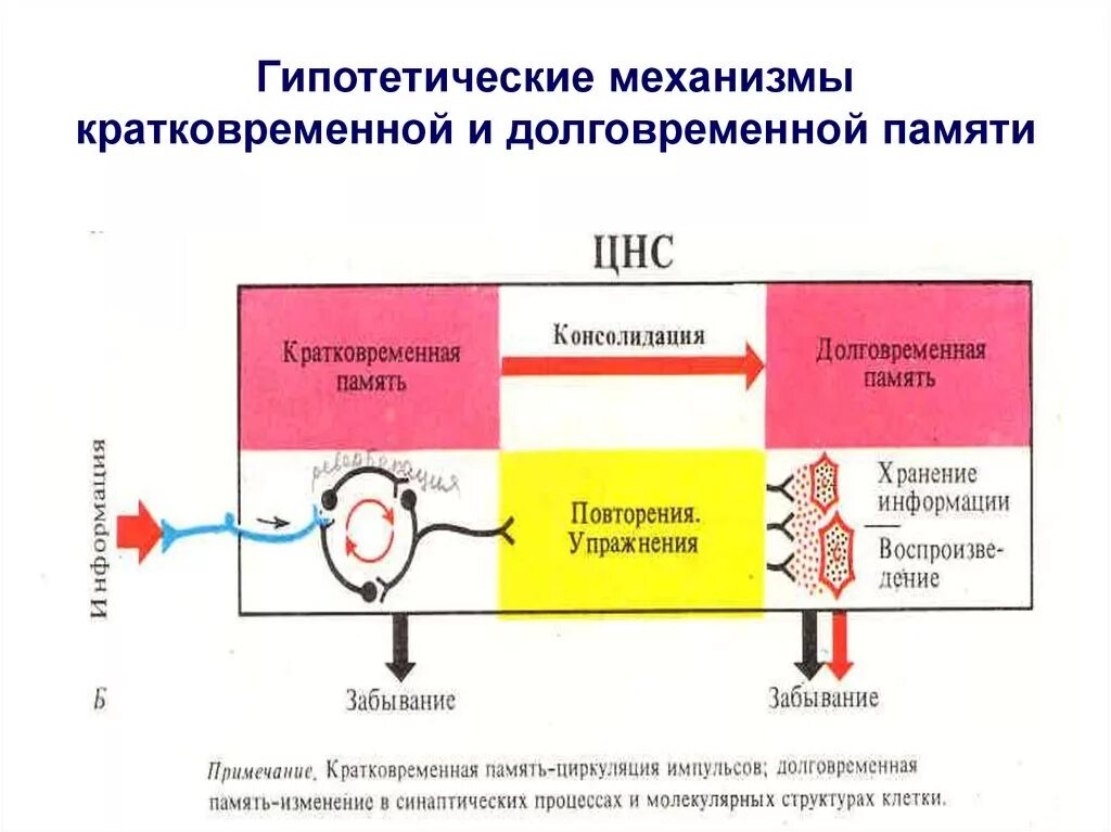 Механизмы кратковременной и долговременной памяти. Механизм развития кратковременной памяти. Механизмы формирования долговременной и кратковременной памяти. Механизм кратковременной памяти физиология.