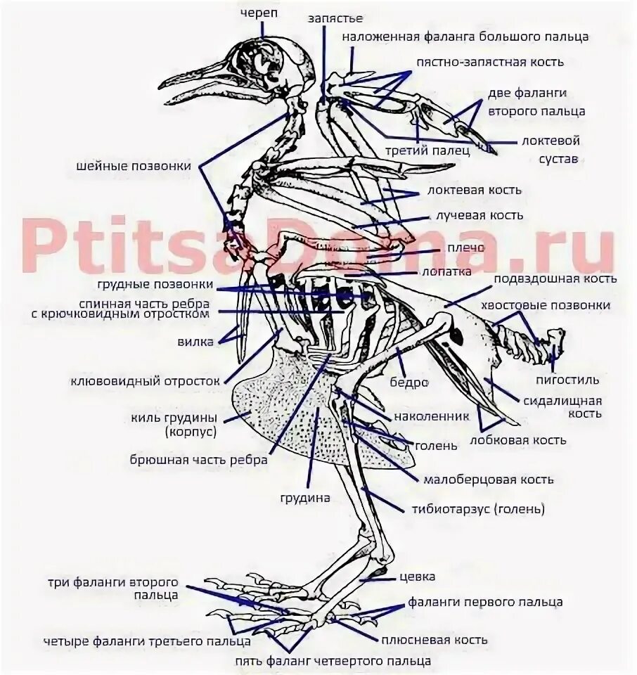 Скелет птицы пояс передних конечностей. Передние конечности голубя скелет. Скелет голубя,пояс передних конечностей. Строение скелета голубя.