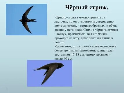 Сообщение о стрижах 4 класс короткое
