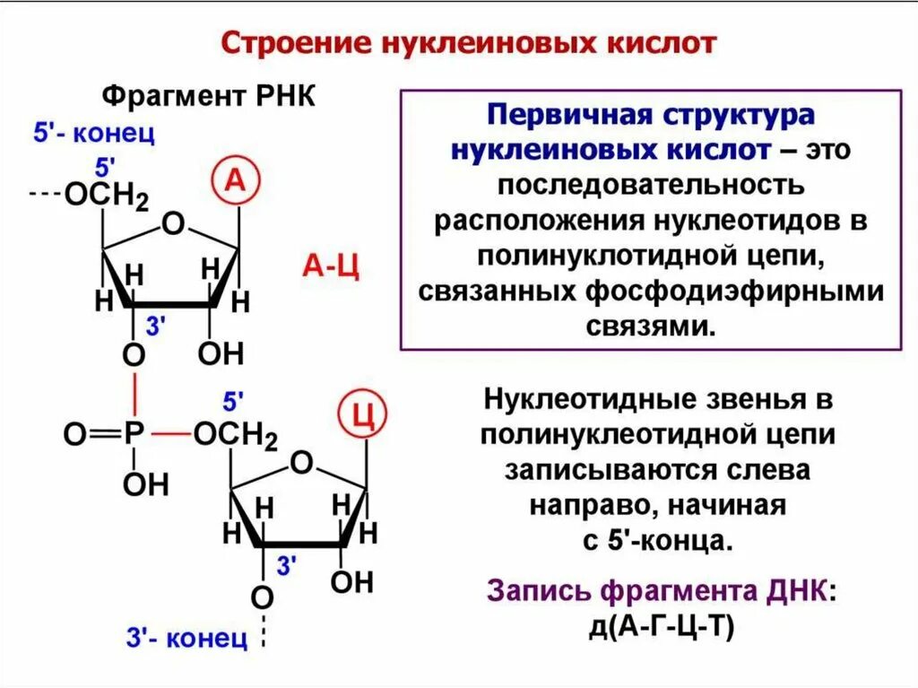 Строение нуклеиновых кислот первичная структура. Нуклеиновые кислоты строение структура. Структура нуклеотидных кислот. Первичная структура нуклеиновых кислот формула.