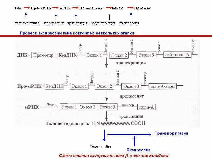 Последовательность этапов процессинга. Схема транскрипции Гена эукариот. Процессы транскрипции белка схема. Схема структуры Гена и процессинга ИРНК. Этапы транскрипции процессинг.