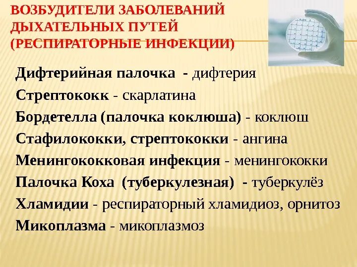 Возбудители заболеваний дыхательных путей. Возбудители бактериальных респираторных инфекций. Возбудители инфекционных заболеваний дыхательных путей. Возбудители заболеваний верхних дыхательных путей. К каким инфекциям относится дифтерия грипп туберкулез