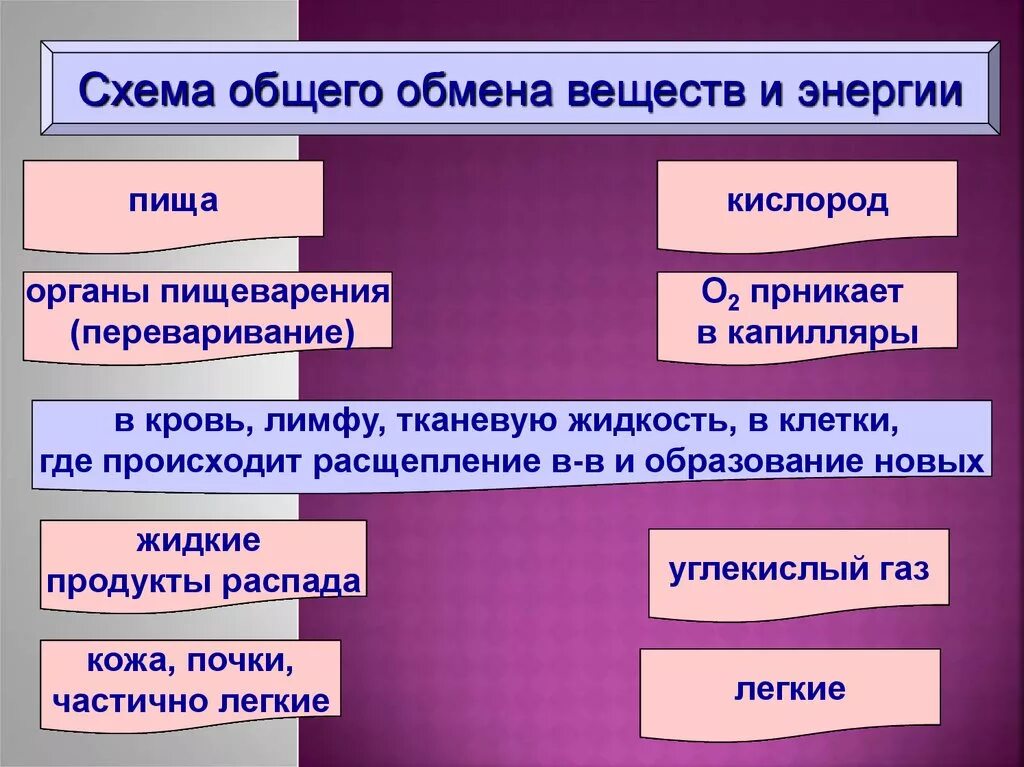 Обмен веществ человека биология. Обмен веществ. Общая схема обмена веществ. Обмен веществ и превращение энергии. Обмен веществ и энергии презентация.