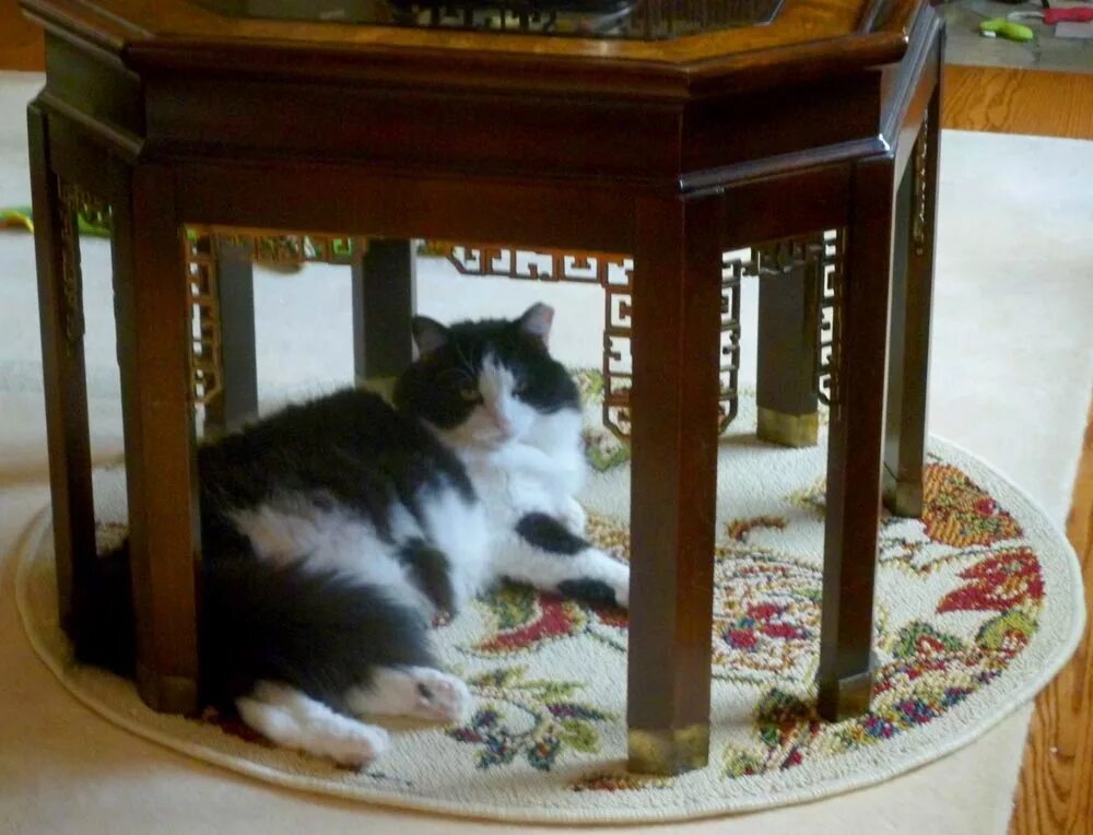 The cat is the chair. The Cat is under the Table. Cat under the Chair. Cat under the Table Side. Funny Cat under the Table.