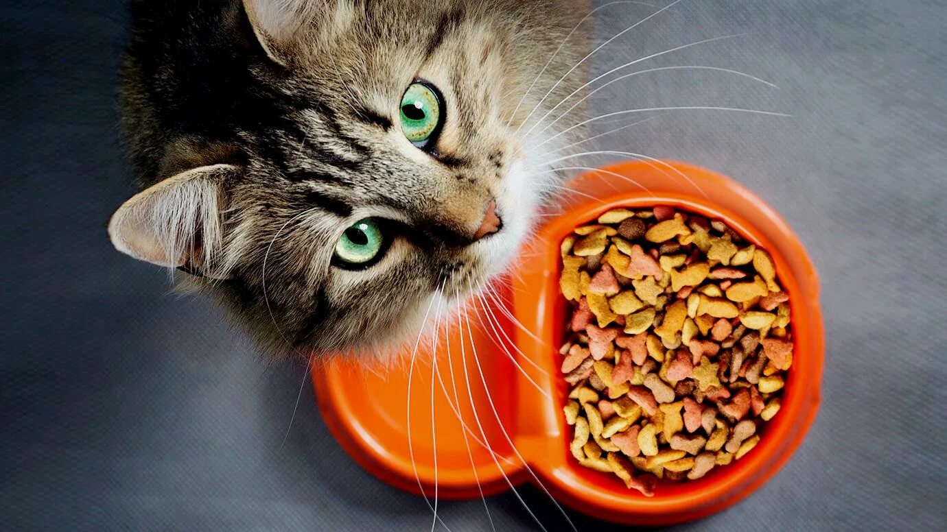 Отказ от еды у кошек. Еда для кошек. Корм для кошек. Фотосессия кошки с едой. Кошка кушает.