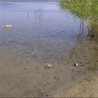 Золотая рыбка кременкуль