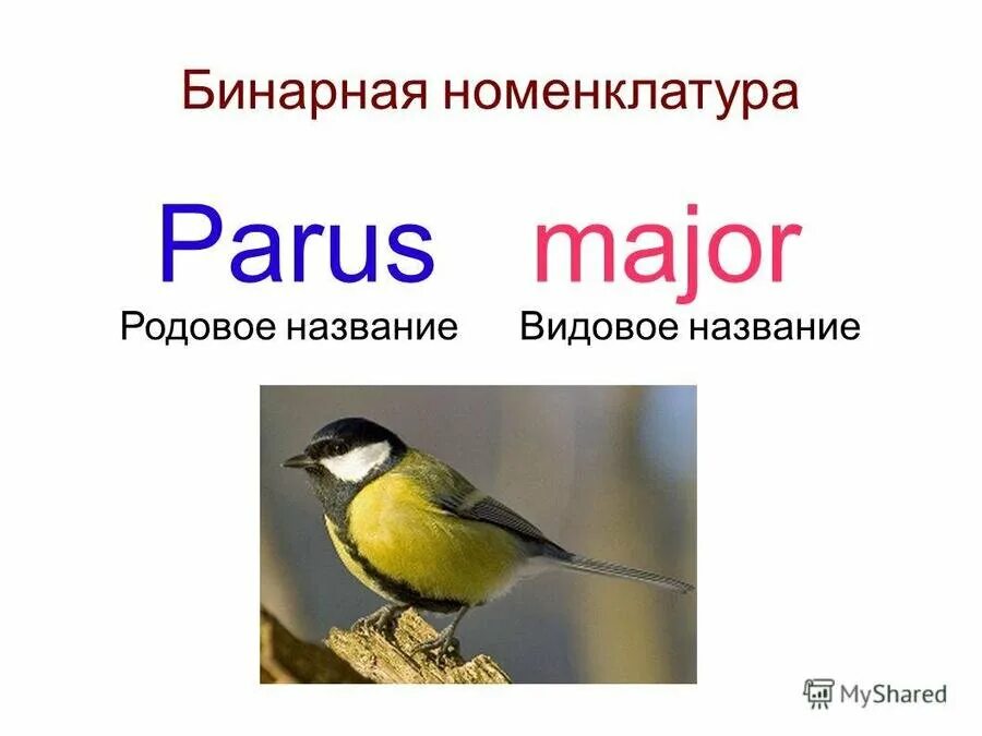 Бинарная номенклатура животных. Бинарная номенклатура это в биологии. Родовое и видовое название. Двойное название для обозначения видов