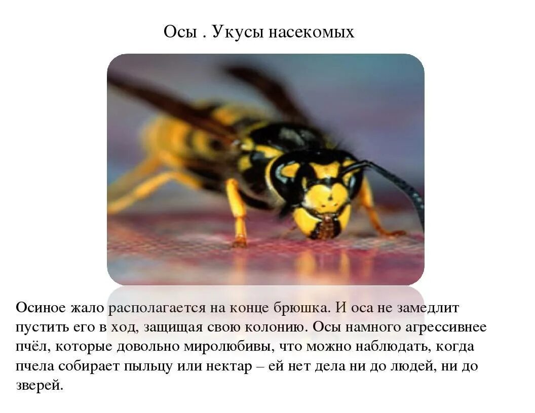 Если тебя укусила оса нужно. Ядовитые насекомые Оса. Жалящие насекомые для дошкольников.