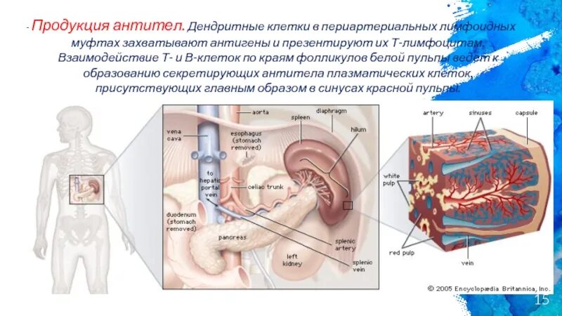 Периартериальные муфты селезенки. Анатомия и физиология селезёнки. Периартериальные лимфоидные муфты. Дендритные клетки лимфоидных фолликулов.