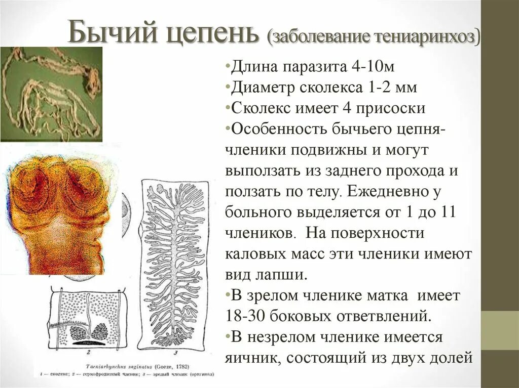 Симптомы цепня у человека. Клинические симптомы бычьего цепня. Характер заболевания бычьего цепня. Бычий цепень характеристика заболевания.