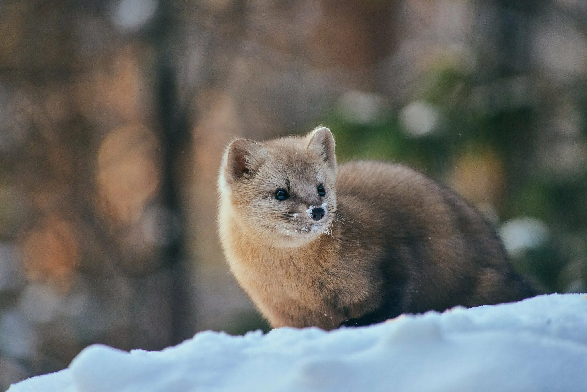 П соболи