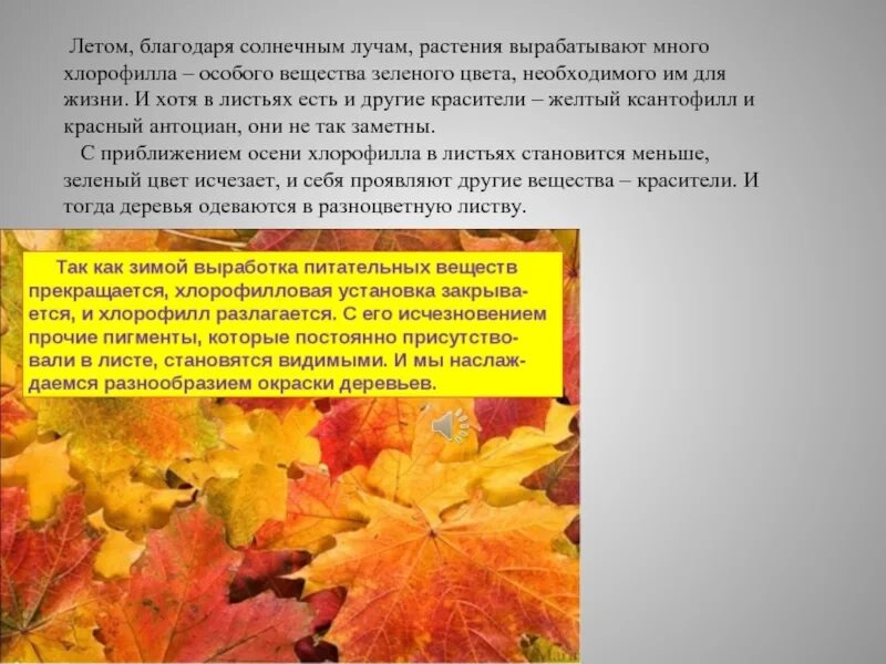 Хлорофилл ксантофилл. Ксантофилл это пигмент. Желтый пигмент в листьях. Ксантофилл это в биологии.