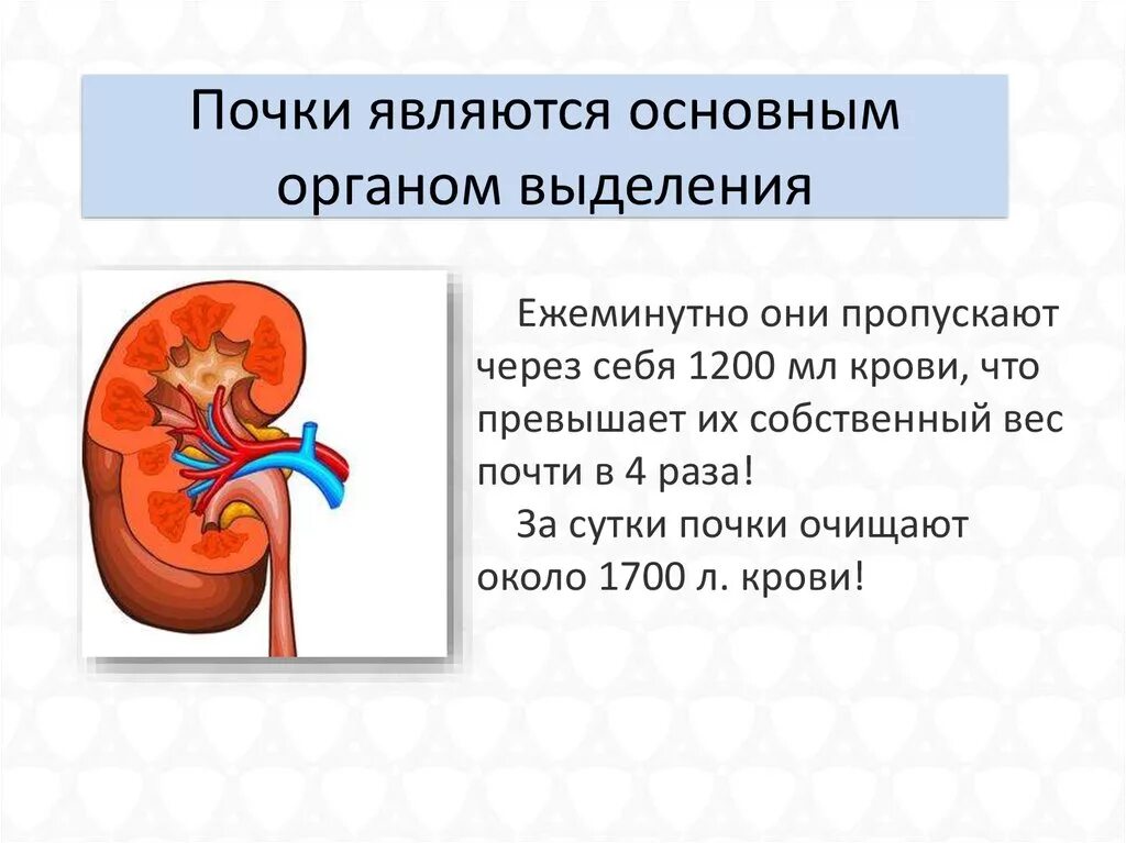 Органы выделения мочи человека. Выделительная система человека функции почек. Выделительная система почки 8 класс. Почки человека для презентации. Презентация на тему почки.