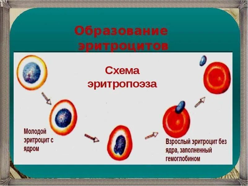 Где образуются эритроциты взрослого человека. Образование эритроцитов. эритроциты схема. схема образования эритроцитов. стадии развития эритроцитов.