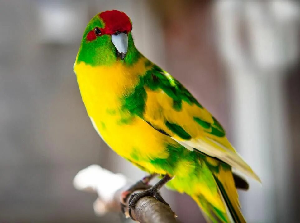 Новый пестрый. Попугай какарик. Новозеландские попугаи какарики. Какарик новозеландский зеленый. Какарик новозеландский желтый.